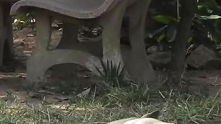 Best Prank Funny Fake Tiger Vs Sleep Dog Try Non Stop Laugh