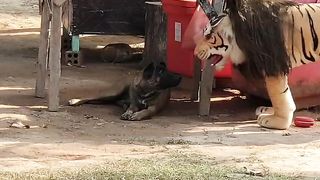 Best Prank Funny Fake Tiger Vs Sleep Dog Try Non Stop Laugh #4