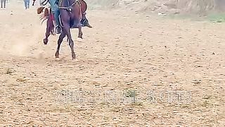 #horse #horselover #nezabazi #pakistan #mianwali #foryoupage #niazi #foryou #noorniazi786#ahmad#horse#power 5