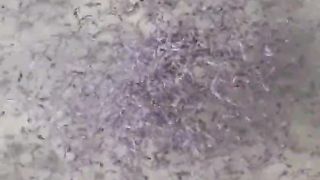 Ikan lele BERGEROMBOL begini, jangan panik, mungkin ada hewan kecil jatuh kekolam langsung dikerubuti