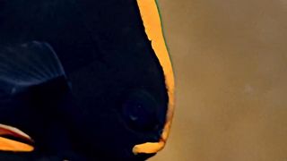 Juvanile pinnate batfish
