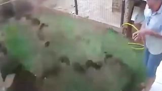cuando-la-naturaleza-grita 2