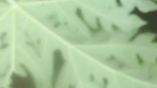 DAUN PEPAYA dikolam lele❗Apa fungsinya❓Ada yang bisa jelaskan efek POSITIF dan NEGATIFNYA❓