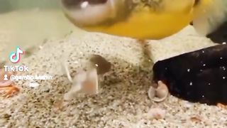 Fish habitation