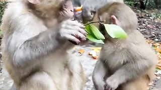 Monkey looking for food