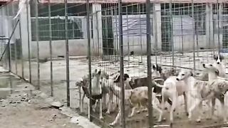 Funny Dog Viral Video 61