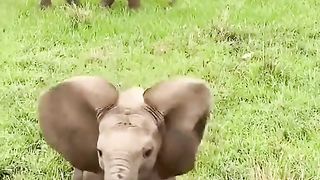 Elephants habitation