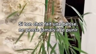 A ne pas faire avec un chat
