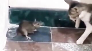 Separa que é briga