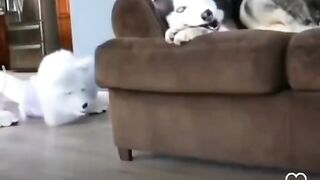 esse cachorro eu não conheço