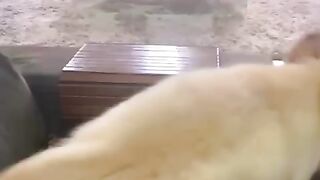 Goldens Retrievers brincando