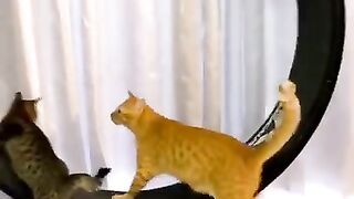 Pets engraçado animais fofos