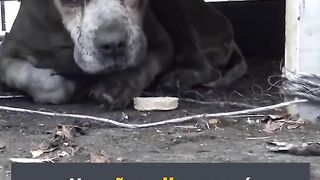 Veja a história emocionante deste cão cego.