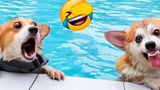Funny Animals Videos Compilation