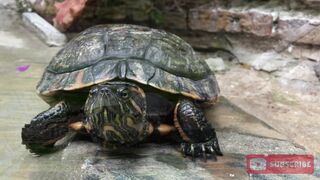 Turtles Activity