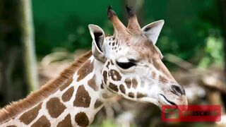 Giraffes In The Forest