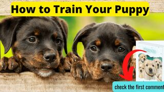 the first thing you should for train your puppy