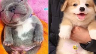 Angry - Funny Dogs of TikTok -- - angry Pet videos --