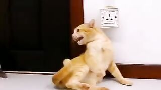 Funny cats video part 7