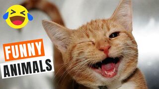Funny Animals That Will Make You Laugh