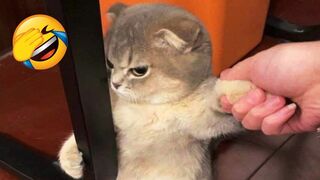 Funny Animals Compilation #3 |Funny Dogs and Cats | Funny Animals Moments Of The Years Part 3