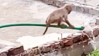 New  monkey ???? tiktok funny