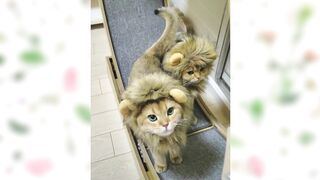 Funny Cute animals Videos cute moment of the animals - #11