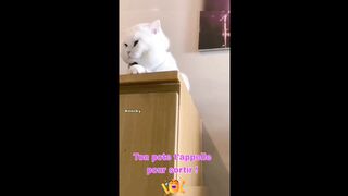 Video lucu cewek minta kawin