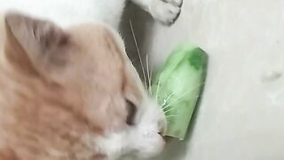 Kucing ini Makan Timun