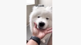 Cute Puppy(TikTok)