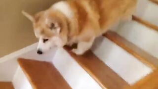 Funny animals compilation