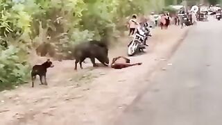 The destruction wrought by a ferocious pig