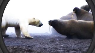 35 Animal moment caught on camera