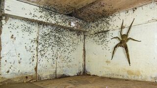 35 Biggest Creatures Ever Captured!