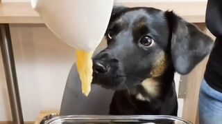 Kitchen dog