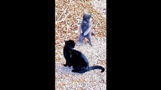 Video lucu kucing