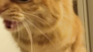 New Funny Videos 2022 ???? Cutest Cats and Dogs ???????? Part12