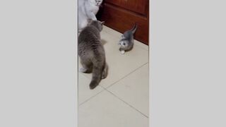cut cat (youtube)