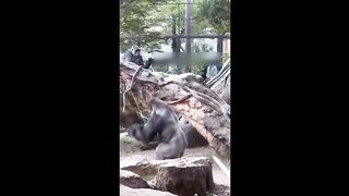 Strength of a Silverback Gorilla