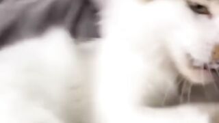 New Funny Videos 2022 ???? Cutest Cats and Dogs ???????? Part12