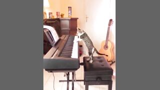 Funny Cats Compilation
