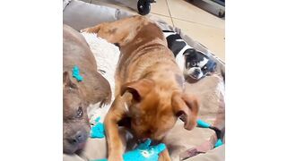 #dog #funny