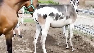 Best Wilde horse