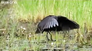 Funny British Animal Voiceovers funny video