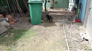 How dog react