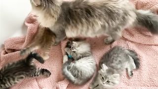 Aren’t they cute? amused you have this video