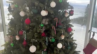 I found a little elf in my tree at the chalet????????