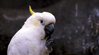Nice video 143