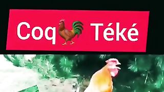 Coq africain