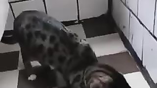 Cute Funny Cats Viral Random Clips????|| #funny Cute Cats #shorts Video????|| #trending #animals #reels